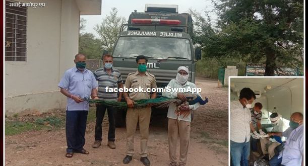 National bird peacock was rescued by the team of Ranthambore Tiger Reserve in sawai madhopur