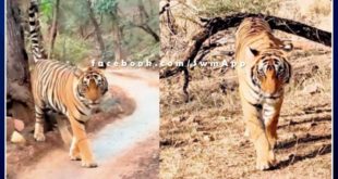 News From Ranthambore National Park Tigress T-61 injured in leg