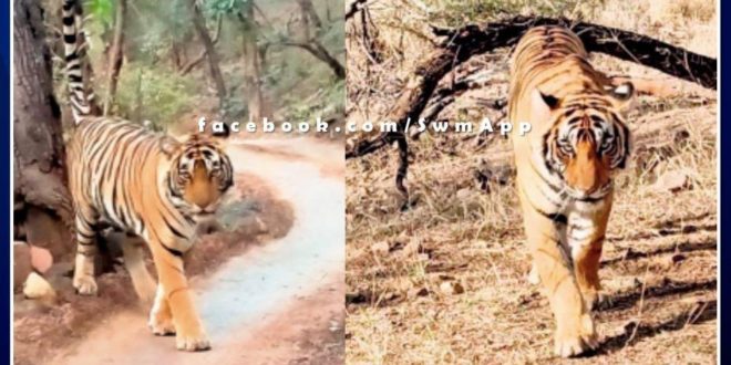 News From Ranthambore National Park Tigress T-61 injured in leg
