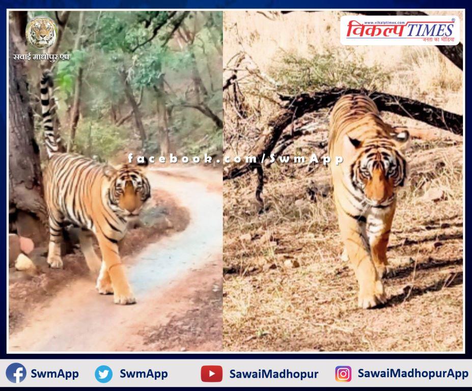 News From Ranthambore National Park Tigress T-61 injured in leg