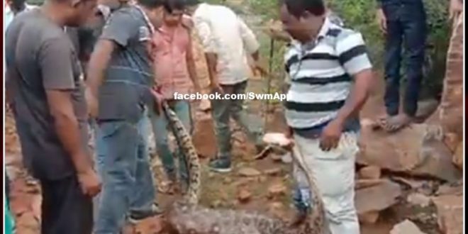 News from Chittorgarh district, python swallowed alive goat