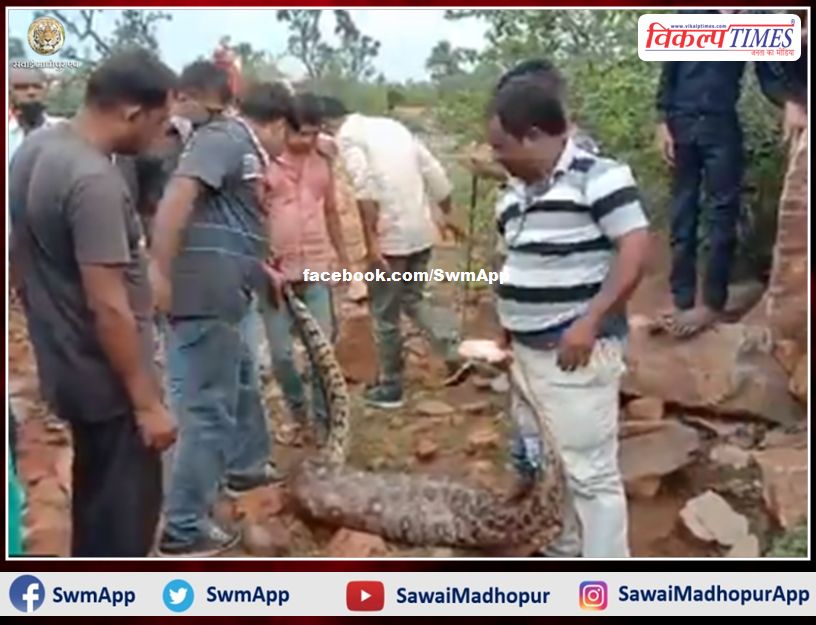 News from Chittorgarh district, python swallowed alive goat