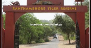 Ranthambore Tiger Park will now open on Sunday also