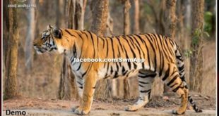 Sad news from Ranthambore, dead tiger turns out to be T-65 in Ranthambore
