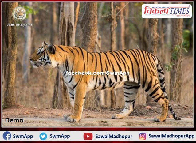Sad news from Ranthambore, dead tiger turns out to be T-65 in Ranthambore