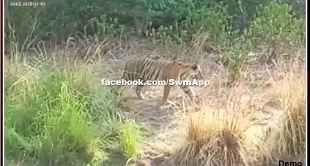 Tigress arrowhead can be tranquilized today, arrowhead can get rid of right thorn