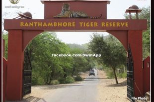 After heavy rain in Ranthambore forest area, heavy stone fell from the rock