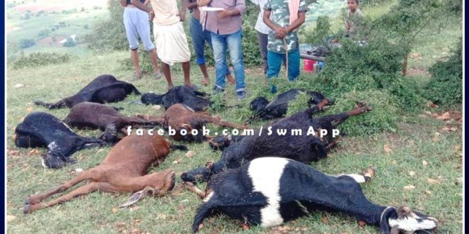 10 goats died due to lightning in bamanwas sawai madhopur