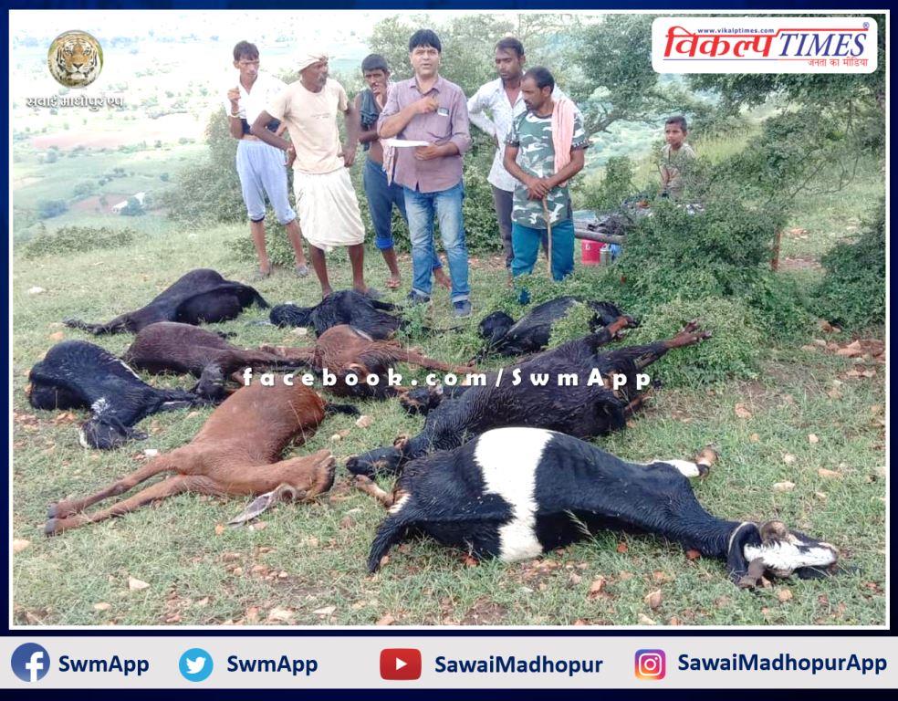 10 goats died due to lightning in bamanwas sawai madhopur
