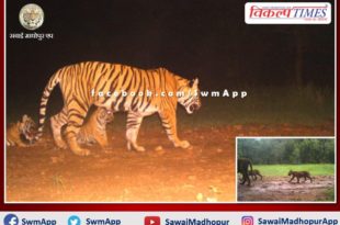 Good news from Ranthambore, tigress T-105 gave birth to 3 cubs