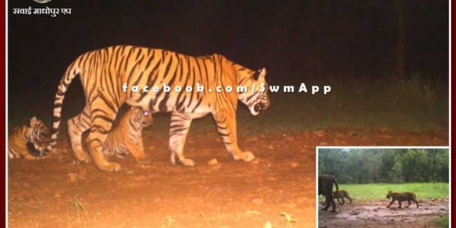 Good news from Ranthambore, tigress T-105 gave birth to 3 cubs