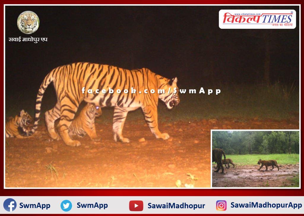 Good news from Ranthambore, tigress T-105 gave birth to 3 cubs