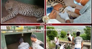 Rescue team rescued the male panther and left it in the jungle in ranthambore