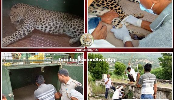 Rescue team rescued the male panther and left it in the jungle in ranthambore