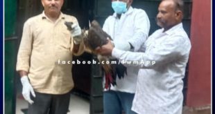 Treatment of rare bird vulture found in injured condition in ranthambore