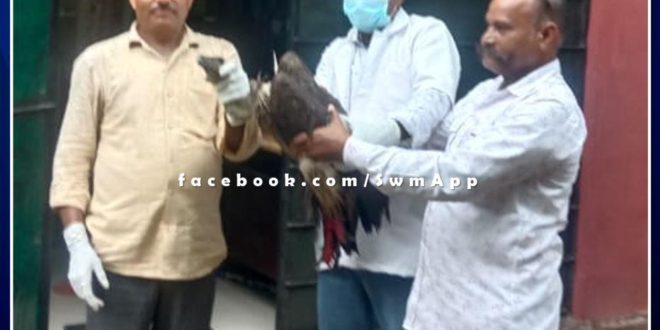 Treatment of rare bird vulture found in injured condition in ranthambore