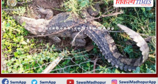 Crocodile reached the village, caught the crocodile after doing rescue operation