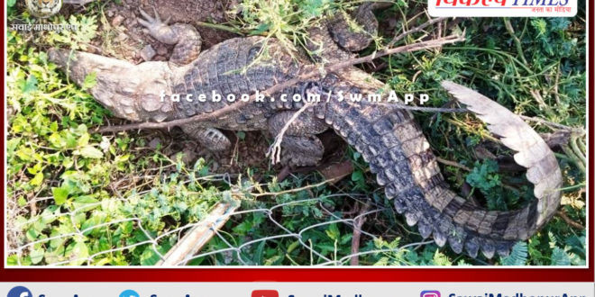 Crocodile reached the village, caught the crocodile after doing rescue operation