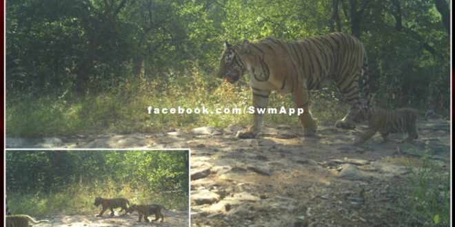Good news from Ranthambore. Tigress T - 63 spotted with 3 cubs in ranthambore national park