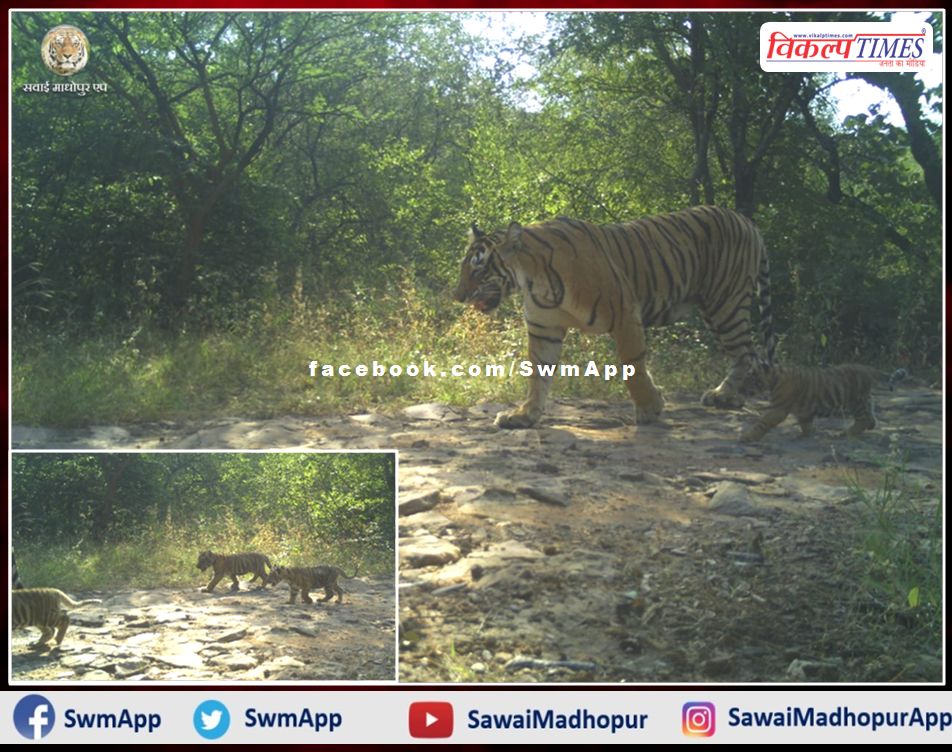 Good news from Ranthambore. Tigress T - 63 spotted with 3 cubs in ranthambore national park