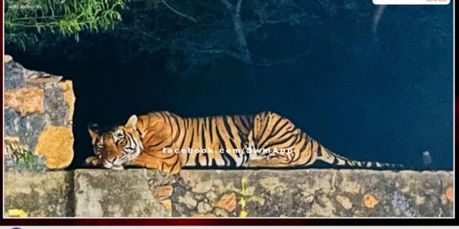 Tiger came out of Ranthambore forest area and came on the road