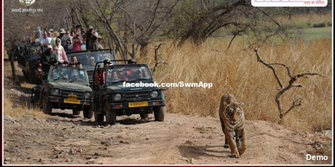 Tourists are out in Ranthambore, tigers are getting fiercely in ranthambore national park