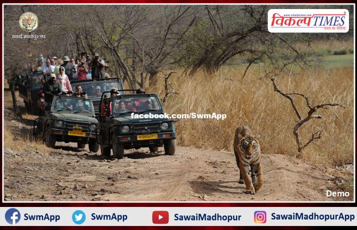 Tourists are out in Ranthambore, tigers are getting fiercely in ranthambore national park
