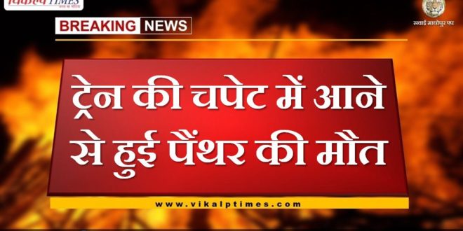 Panther dies after being hit by train in sawai madhopur