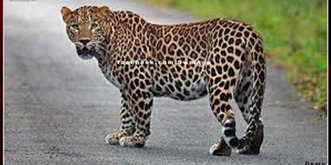 Panther terror in Bonli, 4 sheep hunted