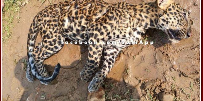 Panthers cub dies after falling in a well in ranthambore national park sawai madhopur