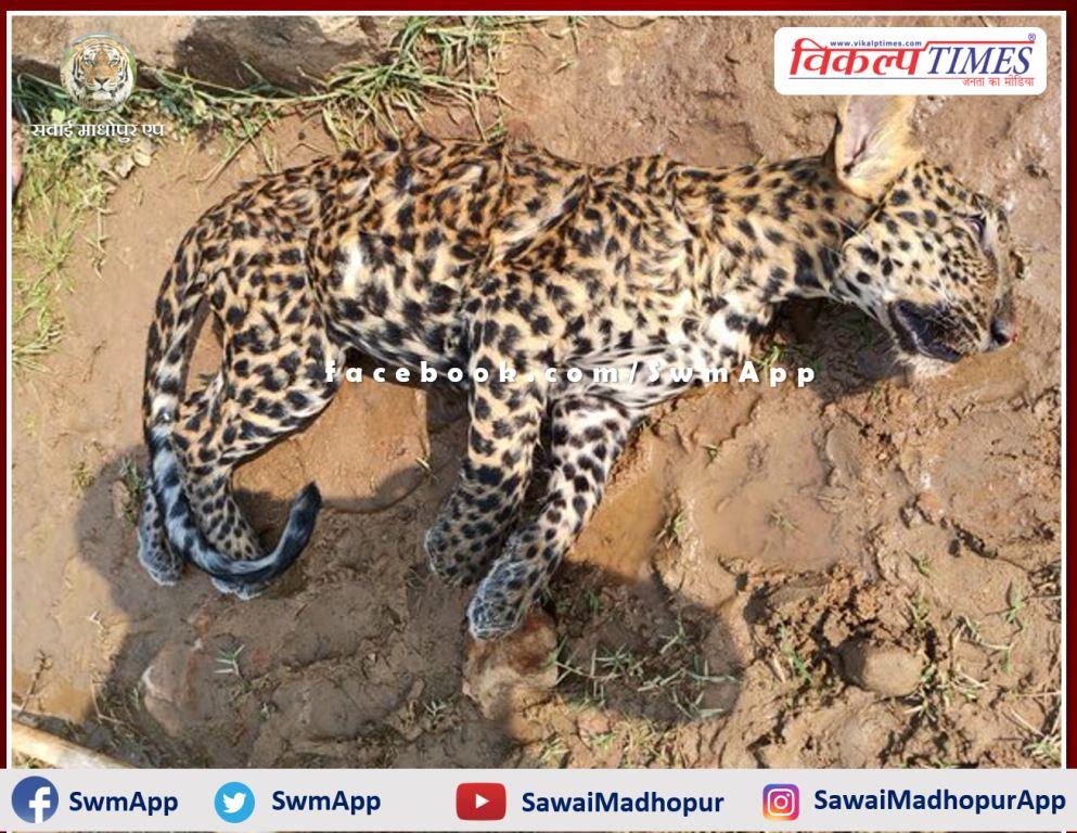 Panthers cub dies after falling in a well in ranthambore national park sawai madhopur