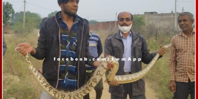 Rescued the python snake and left it in the ranthambhore forest area