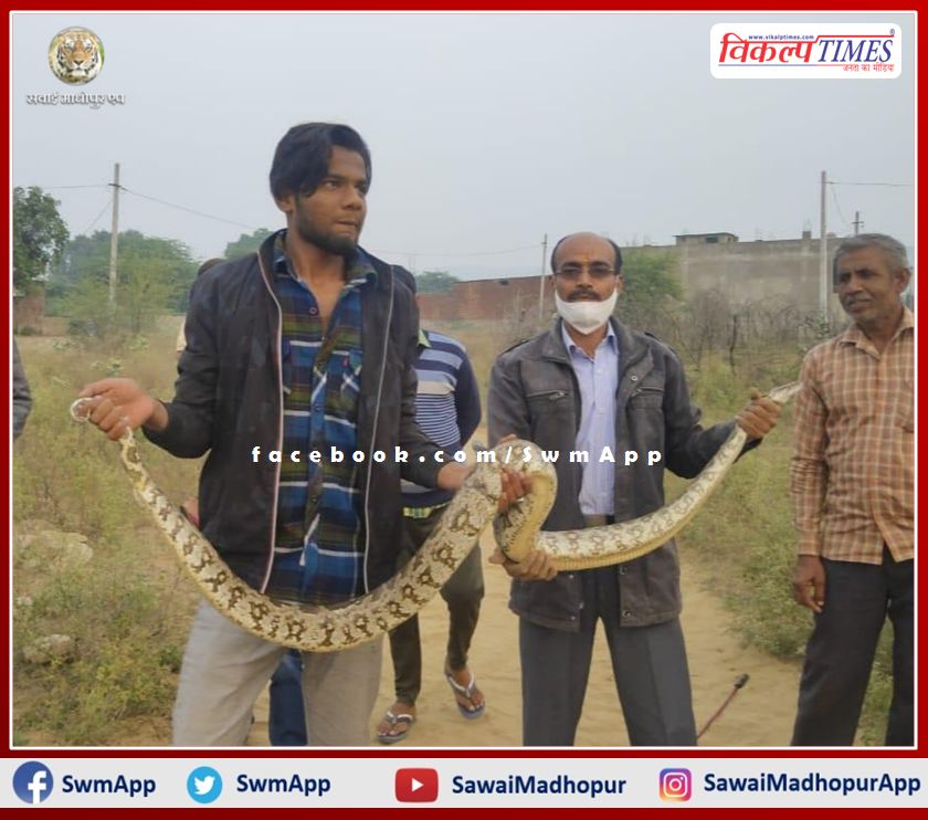 Rescued the python snake and left it in the ranthambhore forest area