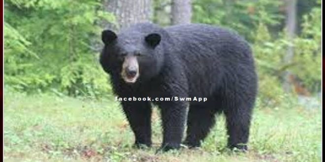 The bear came out of the forest once again came in market
