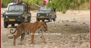 Tiger Safari closed in Zone 1 after tigress attack on forest workers in ranthambhore
