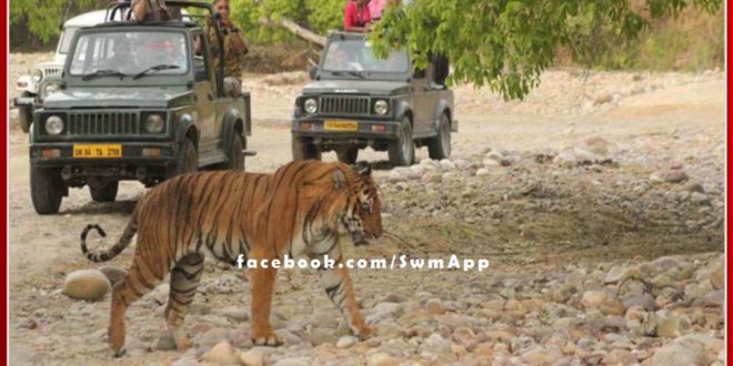 Tiger Safari closed in Zone 1 after tigress attack on forest workers in ranthambhore