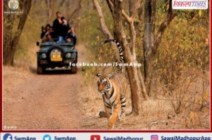Tourism resumes in Zone 1 of Ranthambore National Park
