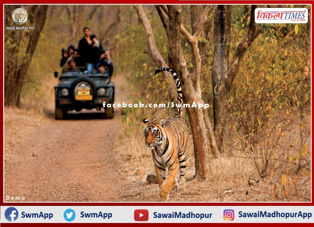 Tourism resumes in Zone 1 of Ranthambore National Park