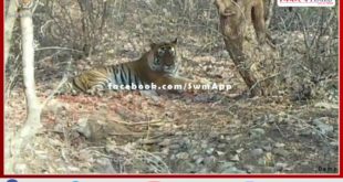 Wildlife lovers against shifting of tigress Riddhi In sariska park