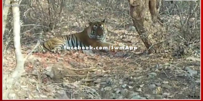 Wildlife lovers against shifting of tigress Riddhi In sariska park