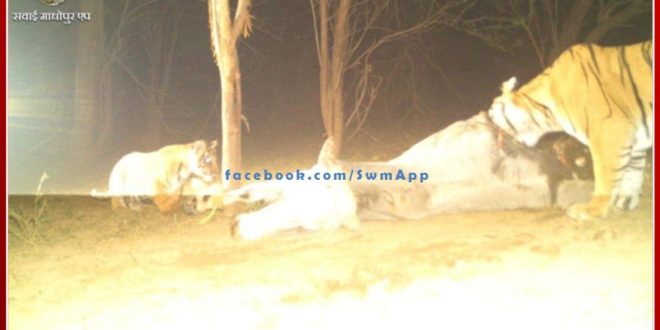 Good news for wildlife lovers from Ranthambore on Christmas. Tigress T-99 gave birth to a cub