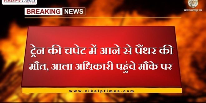 Panther dies after being hit by train in sawai madhopur