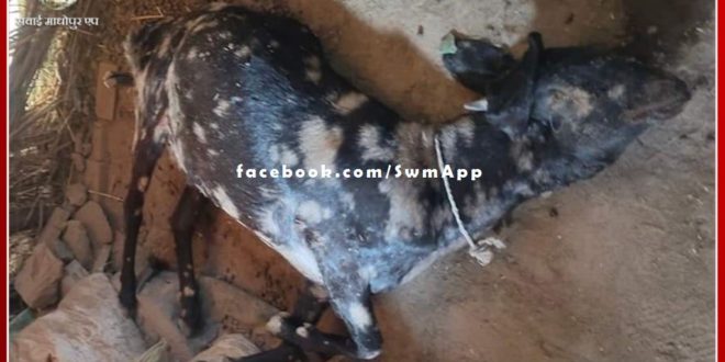 Panther hunted 3 goats in Bonli subdivision area