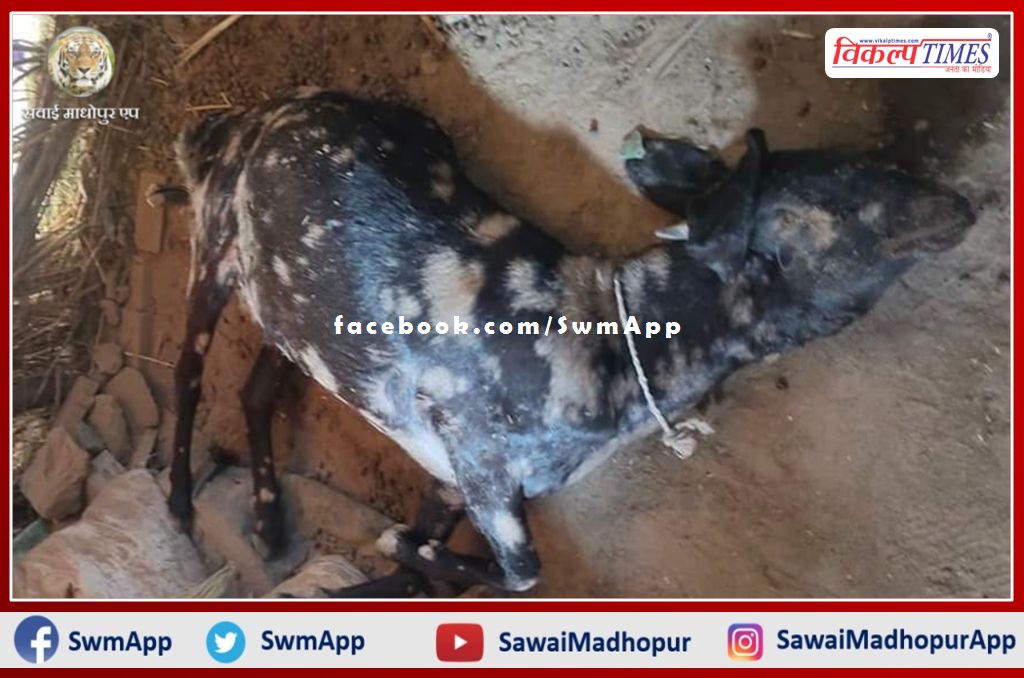Panther hunted 3 goats in Bonli subdivision area