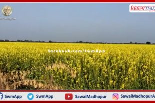 Positive effect of good monsoon in bonli, fields are seen covered with yellow clothes