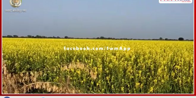 Positive effect of good monsoon in bonli, fields are seen covered with yellow clothes