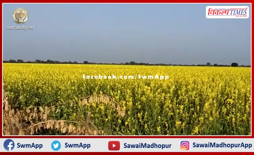 Positive effect of good monsoon in bonli, fields are seen covered with yellow clothes