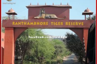Sensation spread after getting fake boarding pass for Tiger Safari in Ranthambore National Park
