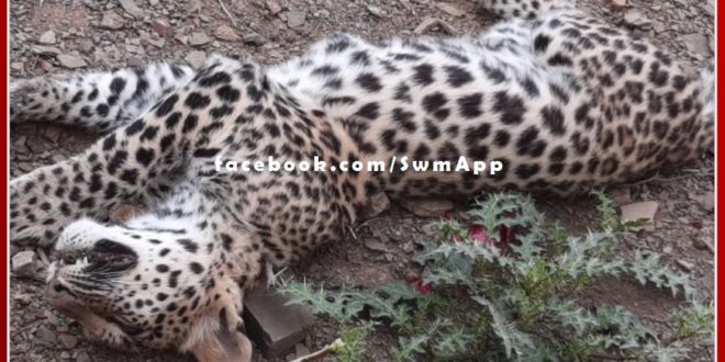 Sensation spread due to the discovery of the body of a panther in Ranthambore Khandar range