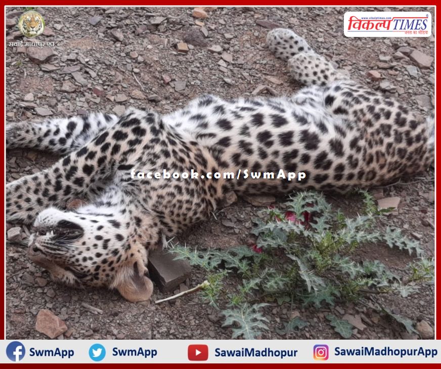 Sensation spread due to the discovery of the body of a panther in Ranthambore Khandar range